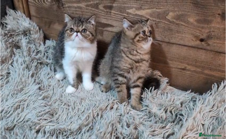 Persian cats - Advert 1