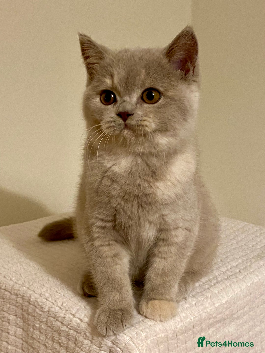 British Shorthair cats for sale: Champion line kittens  - Advert 18