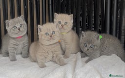 British Shorthair cats for sale: Absolutely beautiful BSH kittens  - Image 22