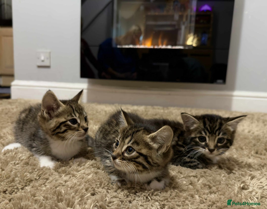 Mixed Breed cats for sale: Beautiful Half Bengal kittens - Advert 1
