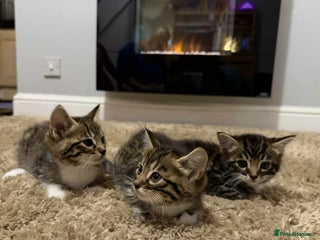 Mixed Breed cats Beautiful Half Bengal kittens - Advert 15