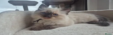 Teddy