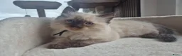 Ragdoll cats for sale: Beautiful ragdolls gccf and tica registered - Advert 36