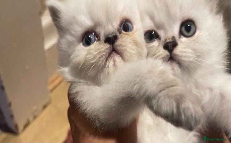 Persian cats - Advert 5