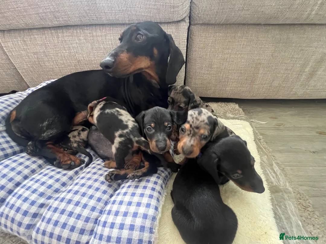 Dachshund dogs for sale: Dachshund  - Advert 2