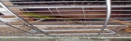 Parrots birds for sale: Regency Parrots (RockPebblers) - Advert 4