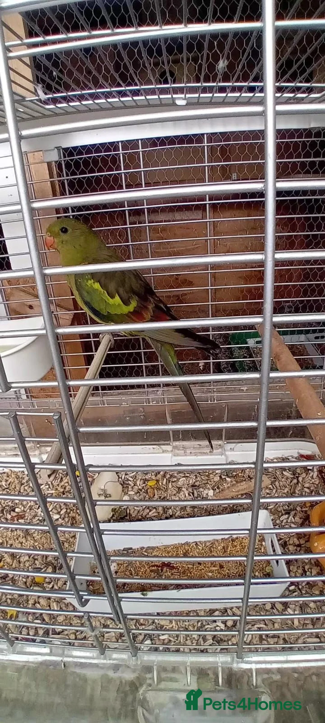 Parrots birds for sale: Regency Parrots (RockPebblers) - Advert 4