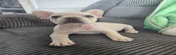 French Bulldog dogs for sale: French bull dog puppies (Apollo blood line) - Advert 4