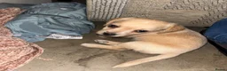 Jackapoo dogs for sale: Jackapoo puppy 1 boy & 2 girls  in Northampton - Advert 7