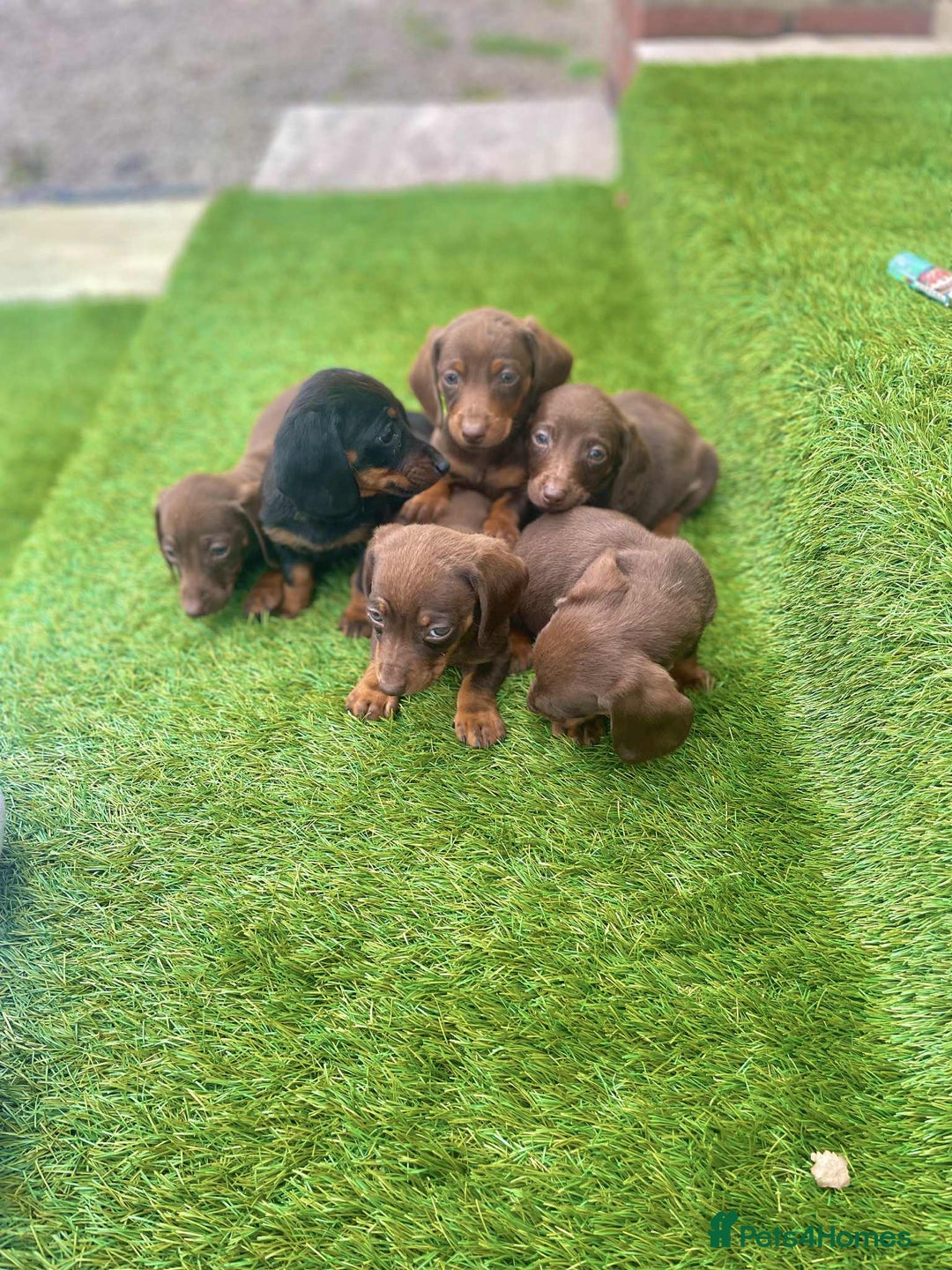 Miniature Dachshund dogs for sale: Miniature daschunds - Image 16