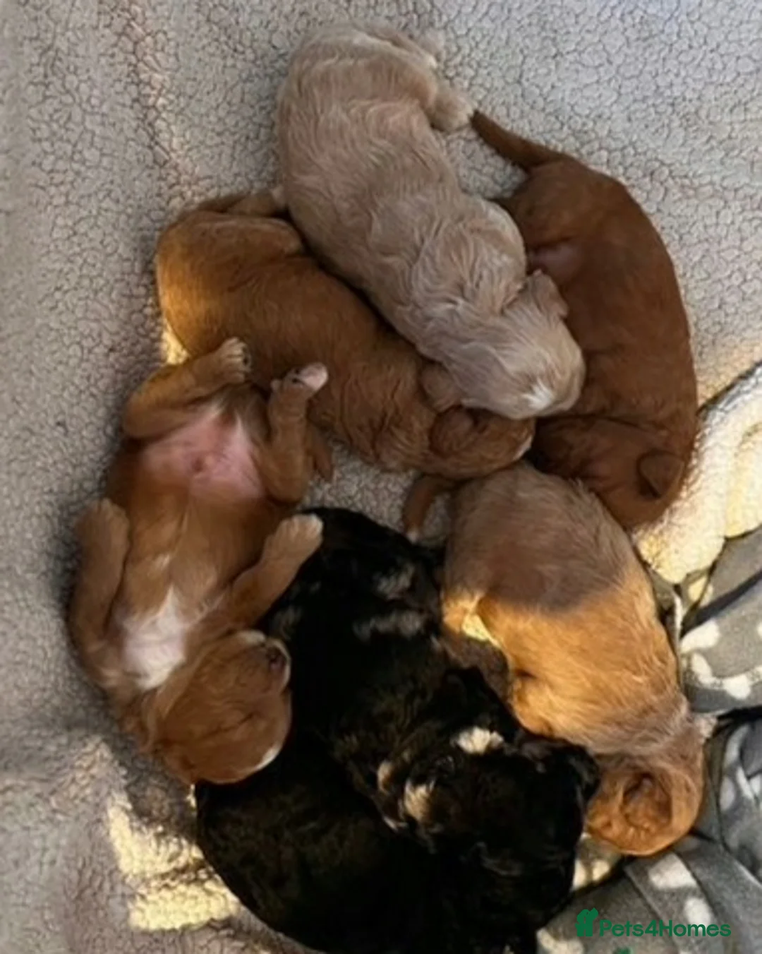 Miniature Poodle dogs for stud: Stunning Red Poodle for Stud in Motherwell - Advert 31