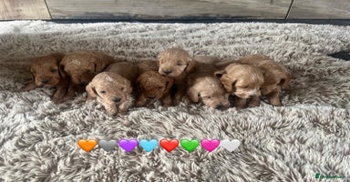 Cockapoo dogs - Advert 2