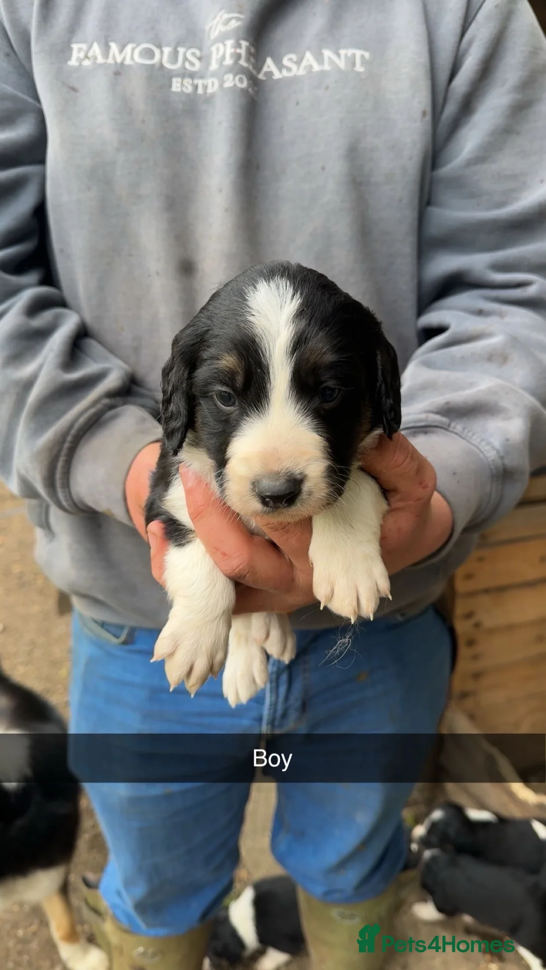 Mixed Breed dogs for sale: 11 border collie x cocker spaniel puppies - Advert 2