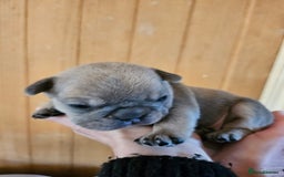 French Bulldog dogs for sale: ⚡️Exquisite 🌈 Pedigree French Bulldog Puppies ⚡️ - Image 4
