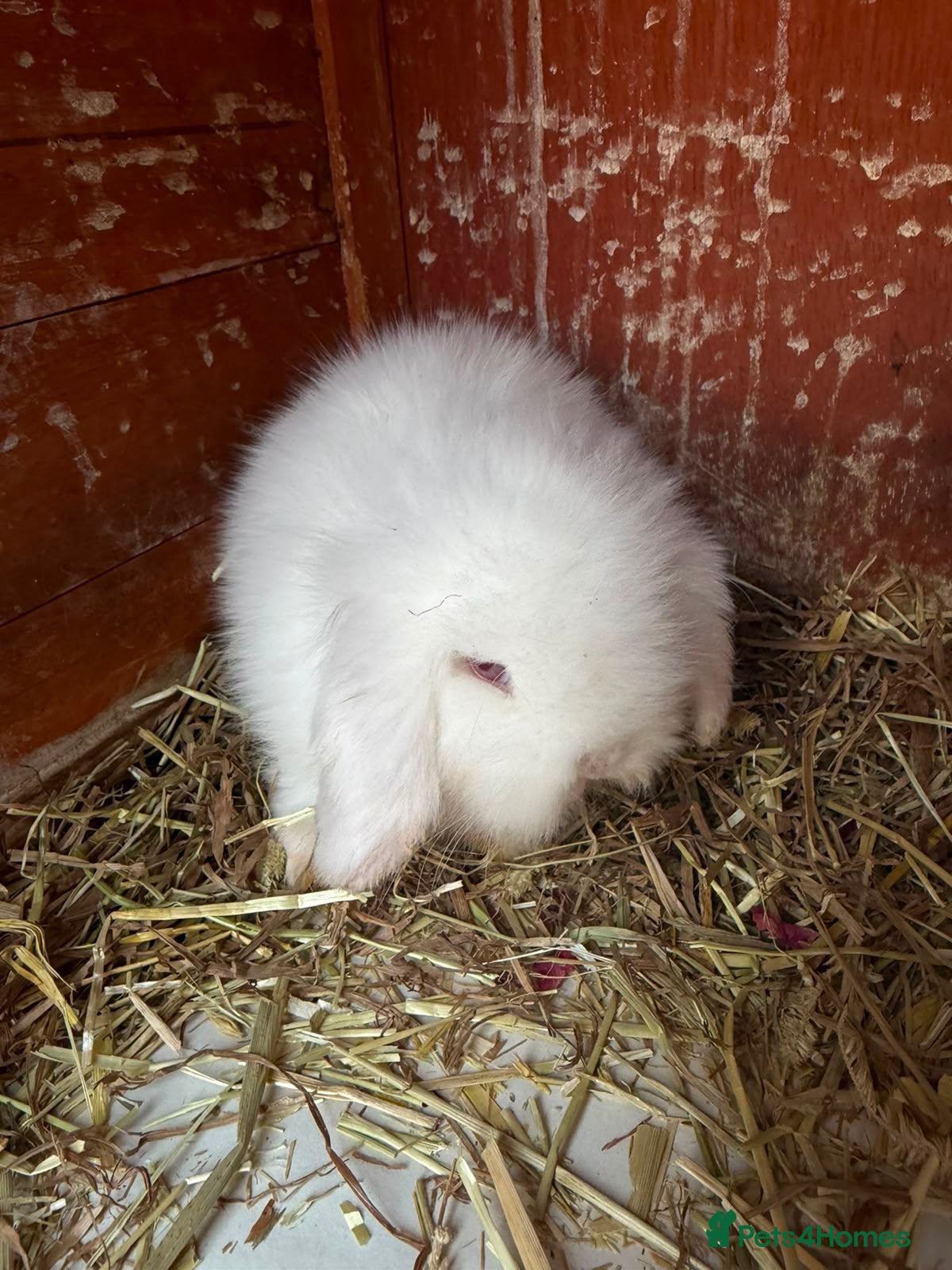 Lionhead rabbits English lion head  pure breed - Advert 2
