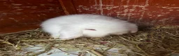 Lionhead rabbits for sale: English lion head  pure breed - Advert 2
