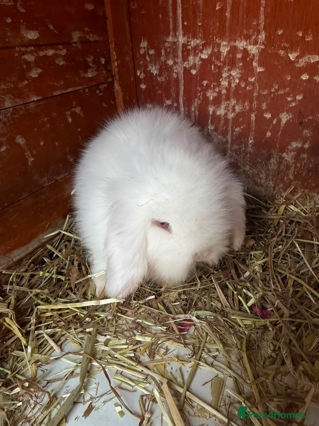 Lionhead rabbits for sale: English lion head  pure breed - Advert 2
