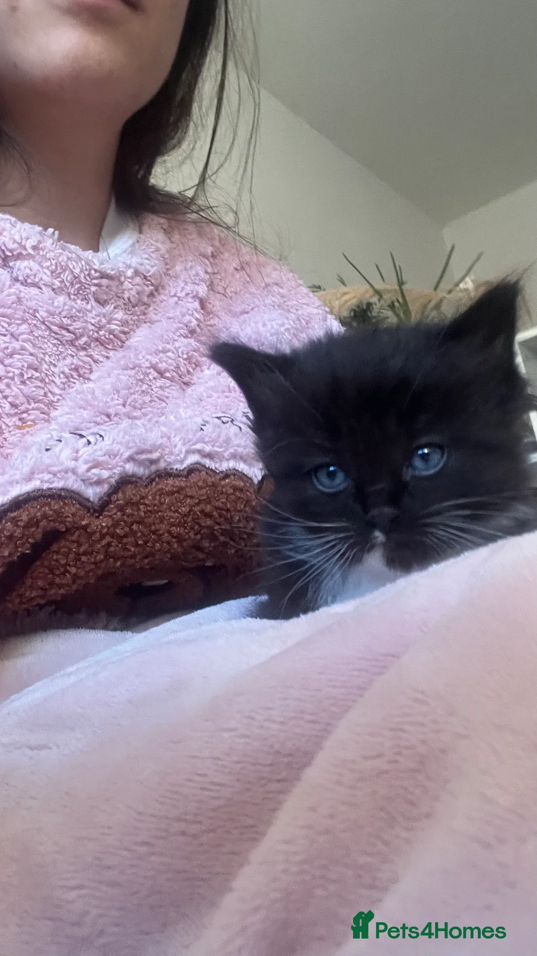 Ragdoll cats for sale:  Reserved! Ragdoll Kittens- Fluffy, Very Cuddly  - Advert 12