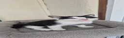 Mixed Breed cats for sale: Adorable kittens Ready for Loving Homes 🐾 in Leigh-on-Sea - Advert 1