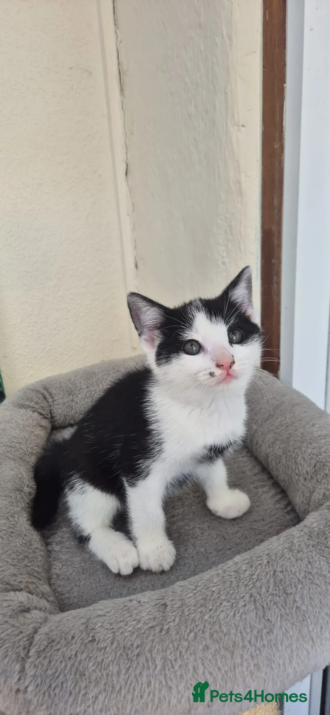 Mixed Breed cats for sale: Adorable kittens Ready for Loving Homes 🐾 in Leigh-on-Sea - Advert 1