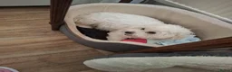 Mixed Breed dogs for sale: Maltese x Havanese Puppies - Advert 2