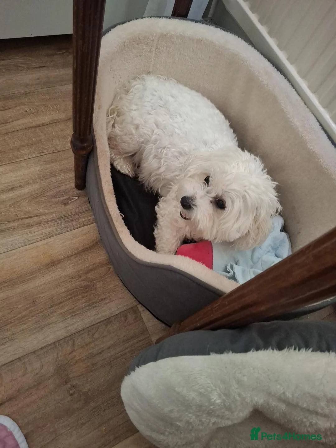 Mixed Breed dogs for sale: Maltese x Havanese Puppies - Advert 2
