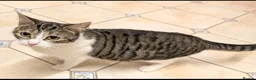 Mixed Breed cats for sale: Mixed breed - Advert 1