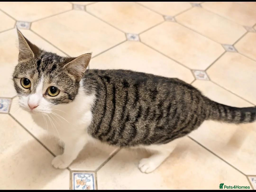 Mixed Breed cats for sale: Mixed breed - Advert 1