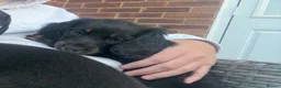 Miniature Dachshund dogs for sale: Beautiful Miniature Dachshund Puppies  - Advert 5