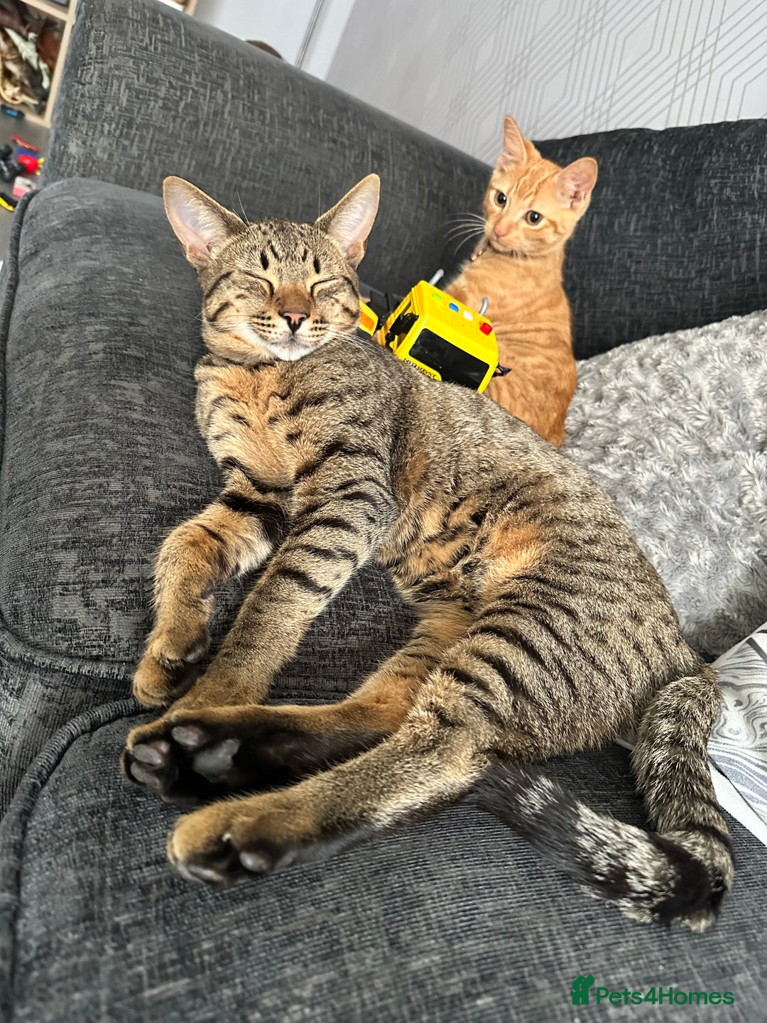 Savannah cats for sale: Male Savannah cross for sale/rehoming 3 YEARS OLD  - Advert 2