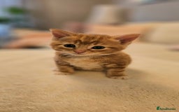 Domestic Shorthair cats for sale: 4 Adorable boys Looking for a Loving Home - Image 4