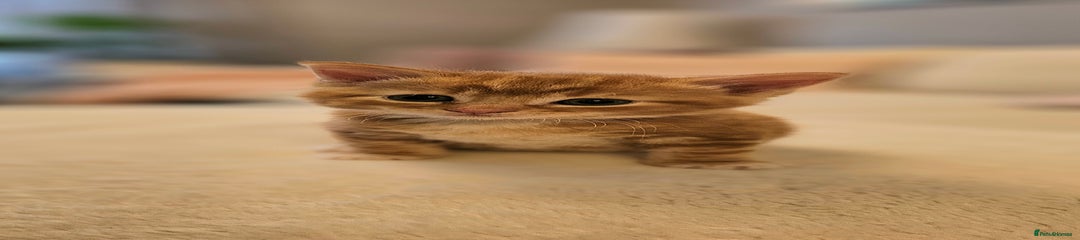 Domestic Shorthair Kitten 2
