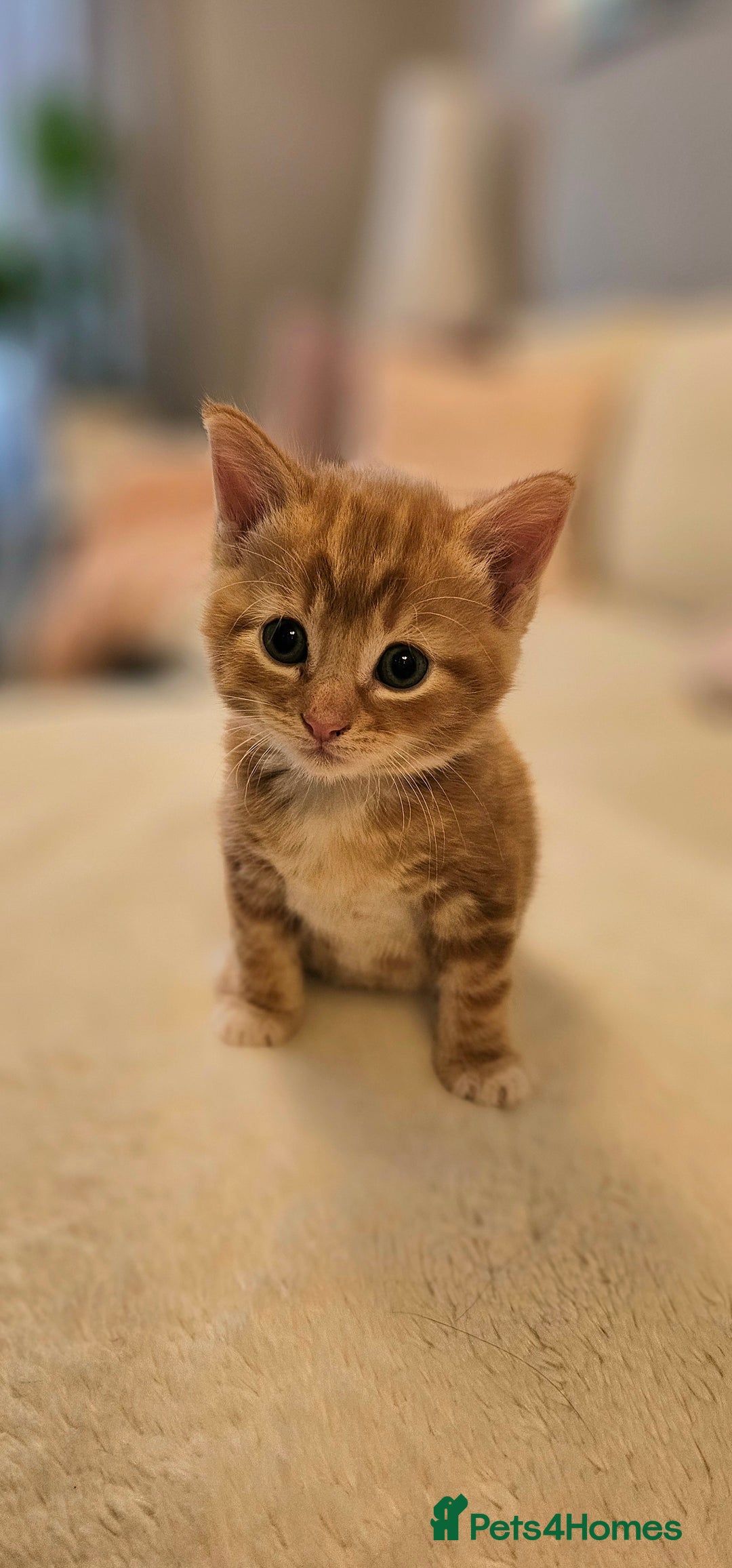 Domestic Shorthair cats for sale: 4 Adorable boys Looking for a Loving Home - Image 4