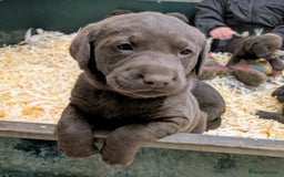 Labrador Retriever dogs for sale: Gorgeous chocolate Labrador puppies for sale - Advert 10