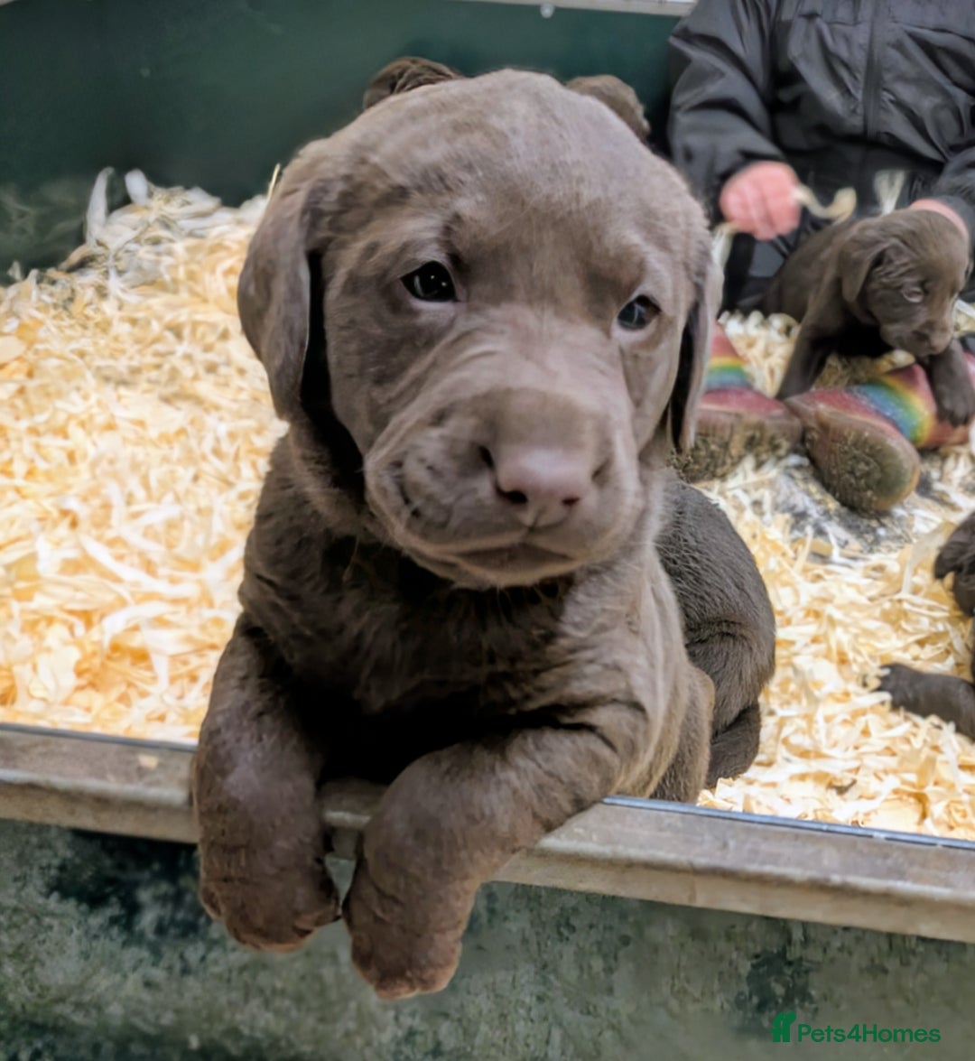 Labrador Retriever dogs for sale: Gorgeous chocolate Labrador puppies for sale - Advert 10