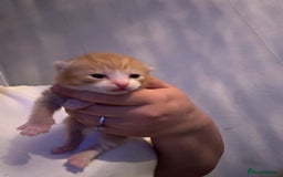 Bengal cats for sale: 3 ginger kittens for sale !!  - Image 2