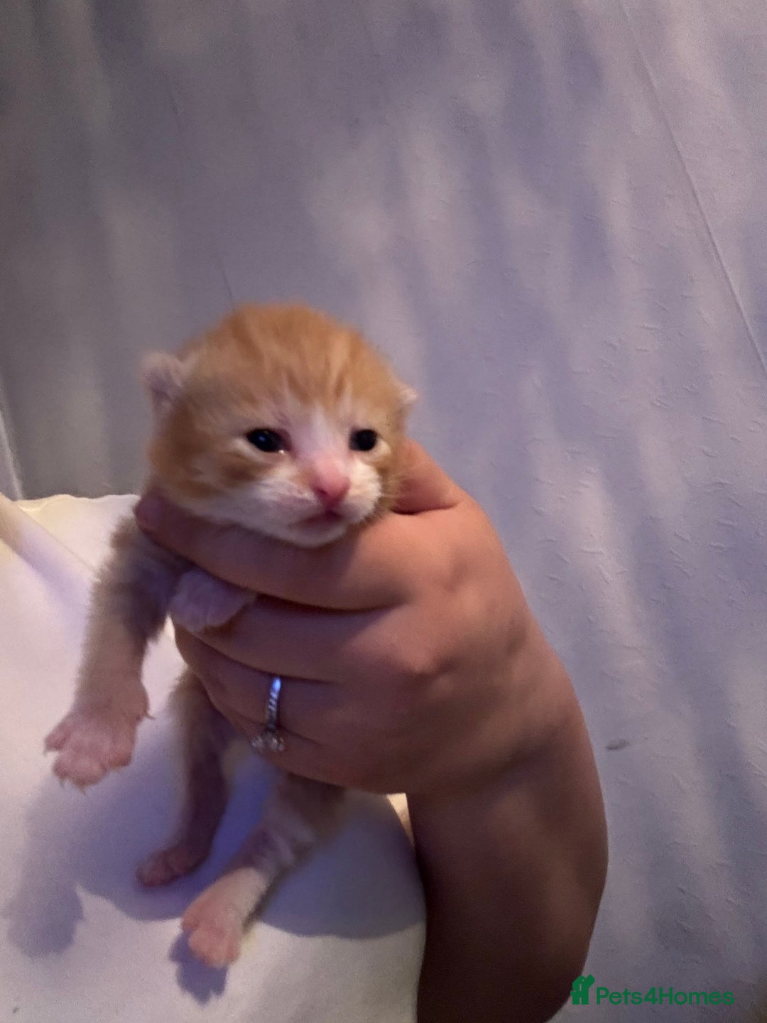 Bengal cats for sale: 3 ginger kittens for sale !!  - Image 2