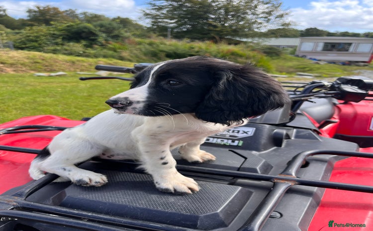 English Springer Spaniel dogs - Advert 5
