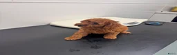 Cavapoo dogs for sale: Last 3 deep red cavapoos  - Advert 3