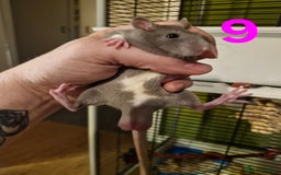 Rat rodents for sale: 9 gorgeous Male Rats - Image 30