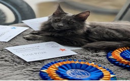 Maine Coon cats for sale: Beautiful GCCF registered main coon Kittens  - Image 11