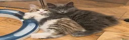Kurilian Bobtail cats for sale: Stunning FIFe Registered Kurilian Bobtail kittens - Advert 10