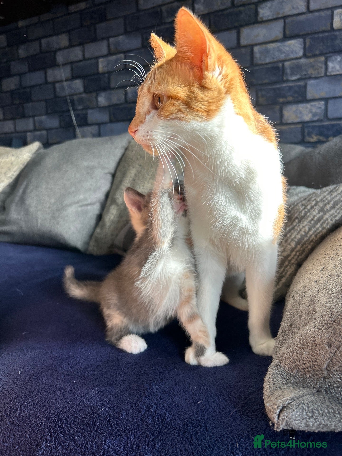 Mixed Breed cats for sale: Beautiful calico girl - Advert 6
