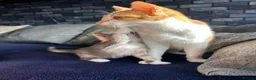 Mixed Breed cats for sale: Beautiful calico girl - Advert 1