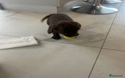 Sprocker dogs for sale: 1 chocolate boy sproker 10 weeks  - Image 28