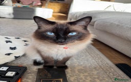 Ragdoll cats for sale: 1x male and 1x female for sale - Image 2