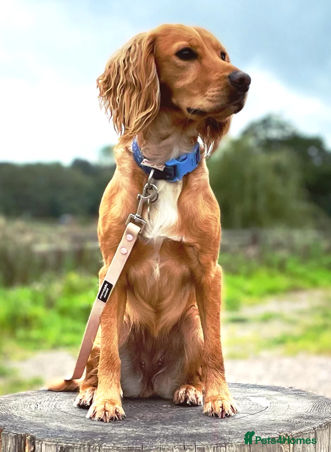 Cocker Spaniel dogs for sale: KC Working Cocker Spaniel Puppies  - Advert 10