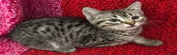 Mixed Breed cats for sale: Kittens - Advert 1