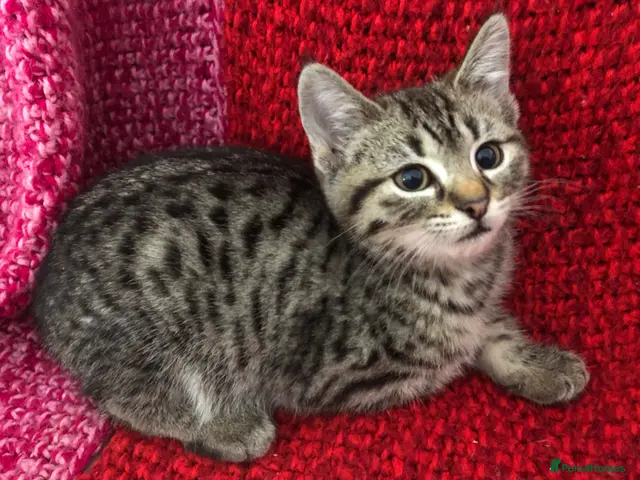 Mixed Breed cats for sale: Kittens - Advert 1