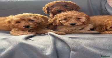 Cavapoo dogs - Advert 7